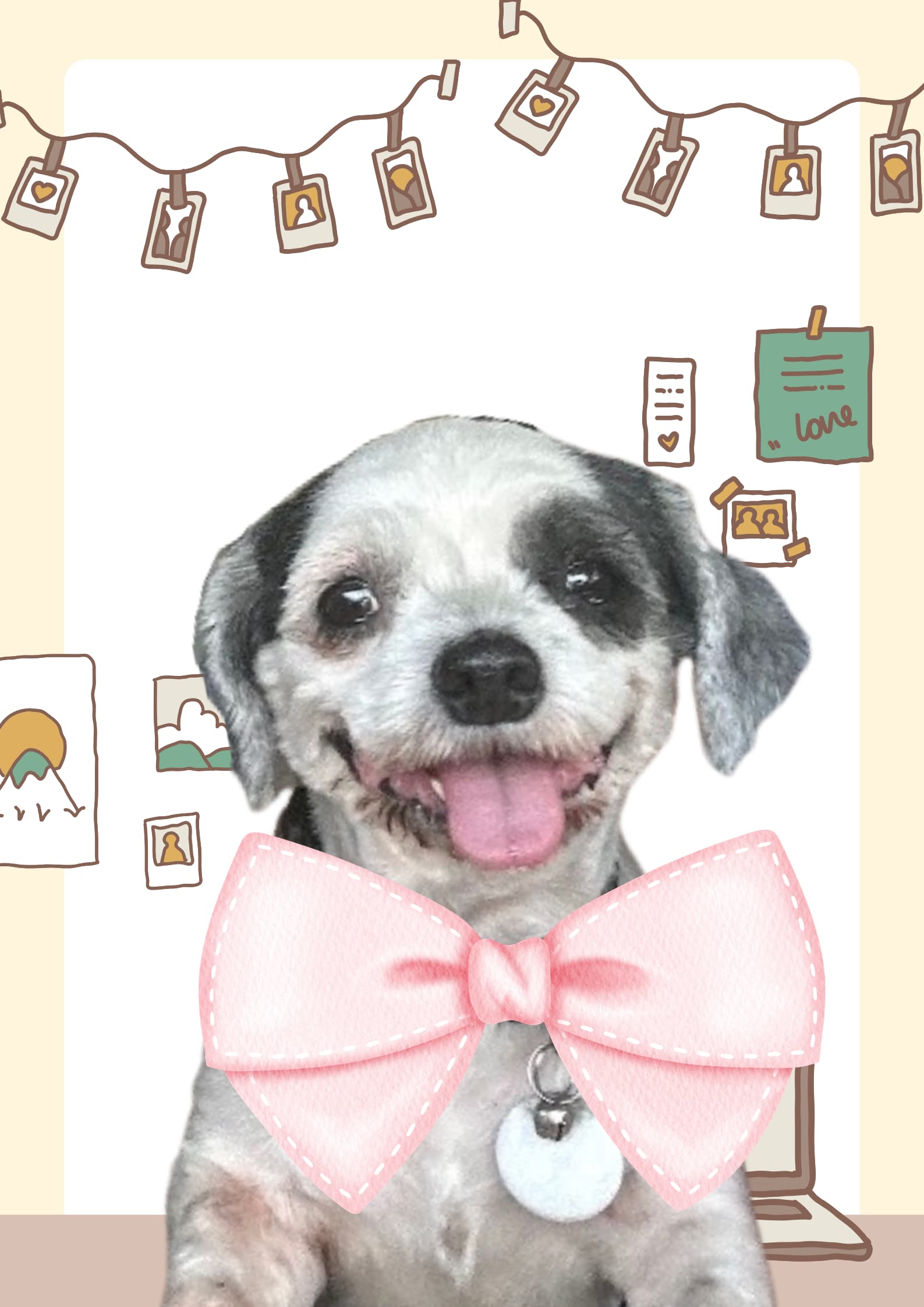 Sky, the studio shih tzu