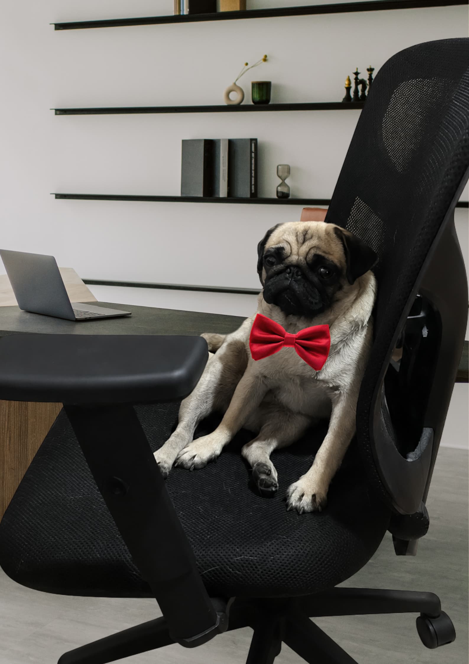 Peggy, the studio pug